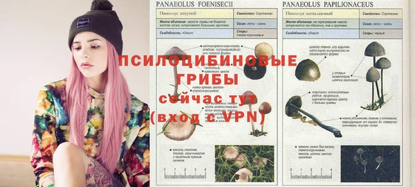 ПСИЛОЦИБИНОВЫЕ ГРИБЫ Инта